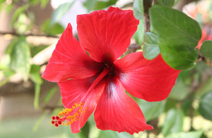 Red hibiscus blossom from the garden of the hostel